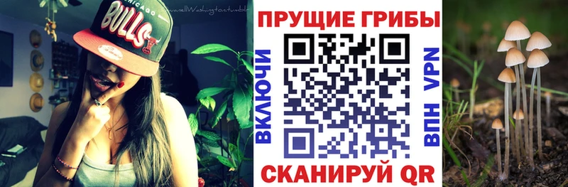 Псилоцибиновые грибы Cubensis  продажа наркотиков  Осташков 